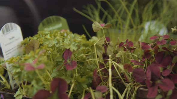 Herbs And Plants In Greenhouse