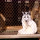 Foxes in the cages - VideoHive Item for Sale