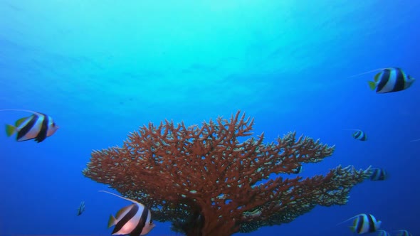 Flying Fish under Blue Sea