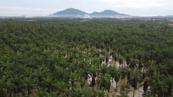 Drone shot flood at oil palm tree