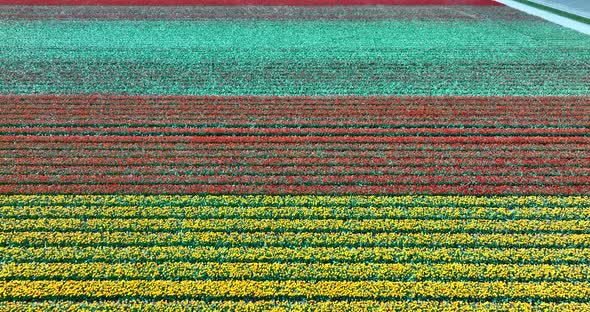 Aerial view of tulip field, Noordoostpolder, Flevoland, Netherlands
