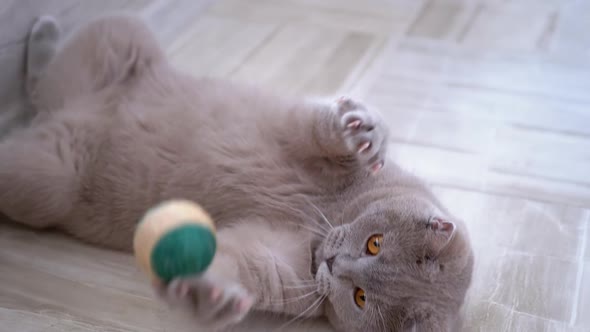 Beautiful Gray British Cat Plays with a Ball on Floor