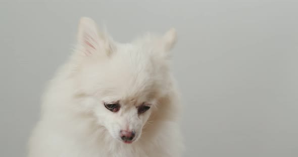 White pomeranian dog