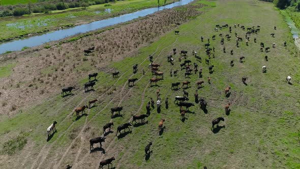 Group of Cows Near Irrigation Channel for Agriculture Fields. Countryside Scene