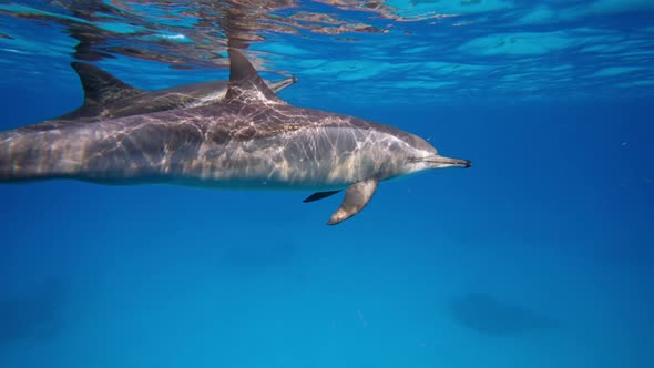 Dolphins Playing in the Blue Water of Red Sea