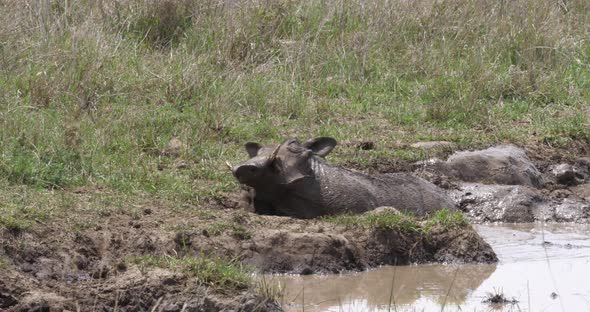 Warthog, phacochoerus aethiopicus, Adult having Mud Bath, Nairobi Park in Kenya, real Time 4K