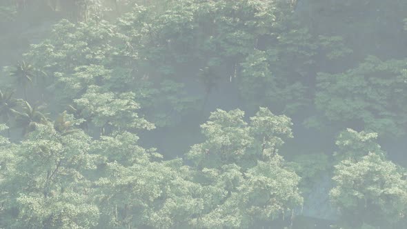 Fog Covered Jungle Rainforest Landscape