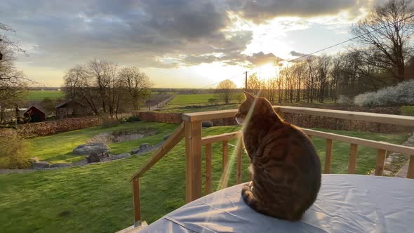 cat watching the sunset on the green field
