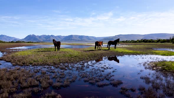 Aerial - Wild horses of Fisherhaven, reflected in shallow marsh water