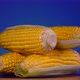 Fresh raw organic corn cobs on blue background rotating close up. - VideoHive Item for Sale