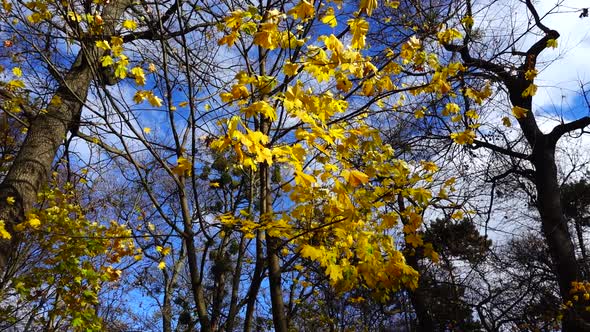 Maple leaves on the branches of a tree.