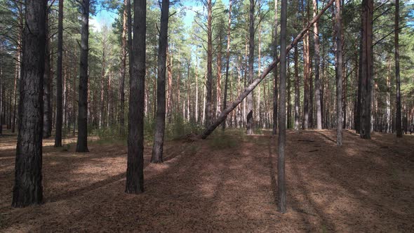 Fallen Tree In A Pine Forest