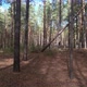 Fallen Tree In A Pine Forest - VideoHive Item for Sale
