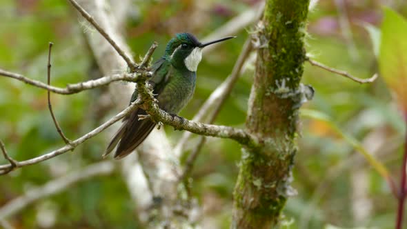 Green bodies humming bird with a blue crown perches on a tree branch before taking flight in Costa R