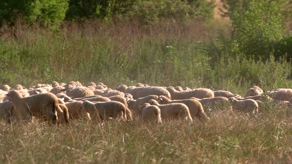 Flock of Sheep.