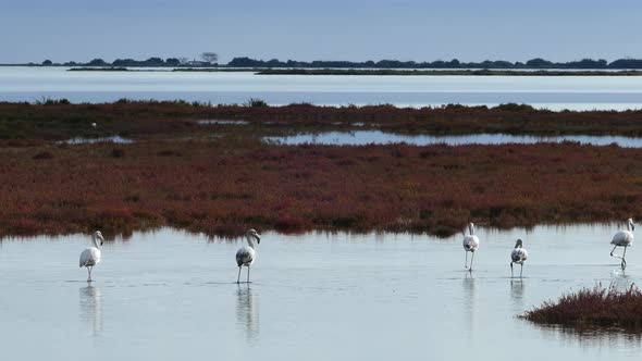 Flamingos Walking Away in A Lake 