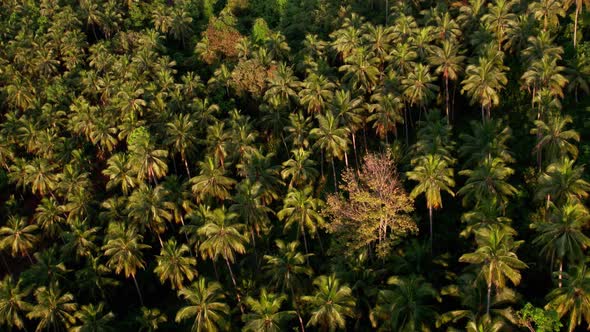 Aerial top down view of palm trees in a tropical jungle landscape in Thailand