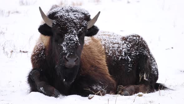 bison resting in snow flips ear back slow motion
