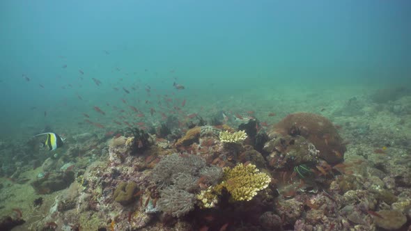 Coral Reef and Tropical Fish. Philippines, Mindoro