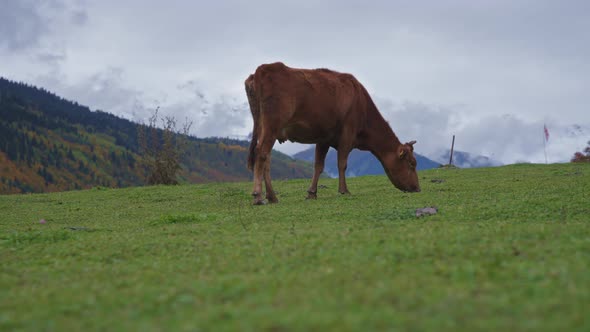 A cow eating grass in the mountains