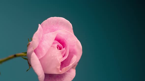 Timelapse of Blooming Pink Peony Outdoors. Flower Opening Backdrop