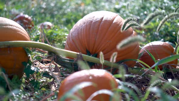 Very slow dolly motion to the right of large pumpkins on their withering vines in a field backlit by