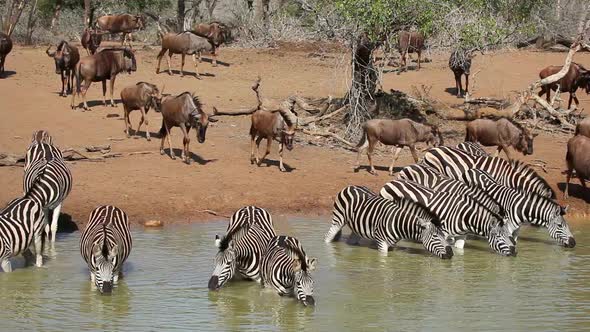 Zebras And Wildebeest Drinking At A Waterhole