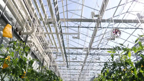 Green Rows Large Glass Greenhouse Farmland with Cultivate Vegetables Indoors 