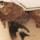 Barn Swallow Feeding Chicks - VideoHive Item for Sale