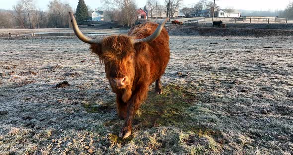 Scottish Highland cattle. Bull stands up in cold meadow pasture in frost. Close-up of face watching