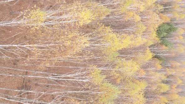 Vertical Video of a Forest with Many Trees in Autumn