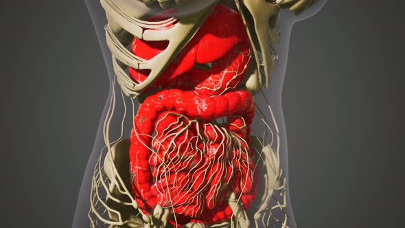 Detailed Human Digestive System Anatomy alt