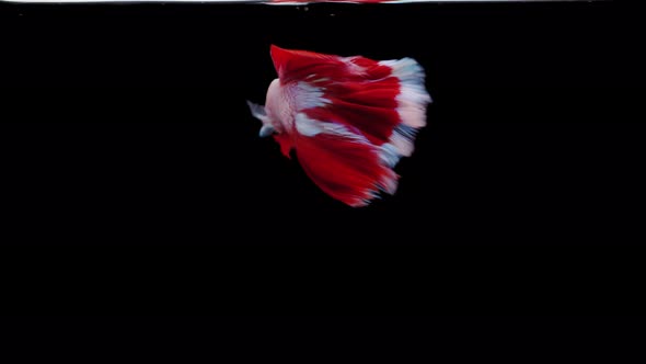 Siamese fighting fish (Betta splendens)