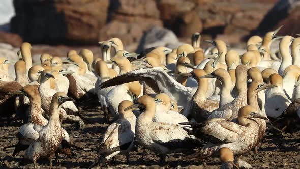 Cape Gannet Colony - South Africa