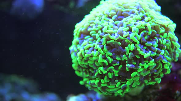 Marine Aquarium Soft Corals Closeup. 