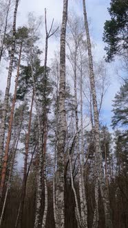 Vertical Video of the Birch Forest with Birches in the Afternoon