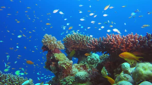 Beauty Coral Reefs Seascape