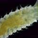 Polychaeta worm, family Sabellidae under a microscope. - VideoHive Item for Sale
