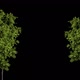 Trees with leaves with alpha channel - VideoHive Item for Sale