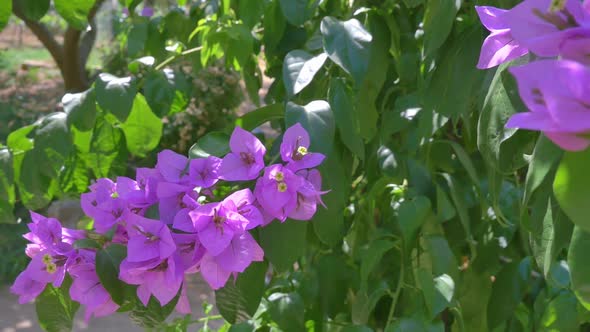 Pink summer flower (Bougainvillea) branches close up. Purple Flowers and green leaves background.