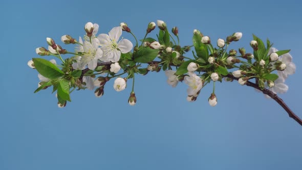 Spring Apple Tree Flowers Blossom Timelapse