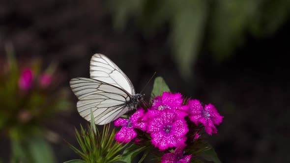 Black Veined White Butterfly