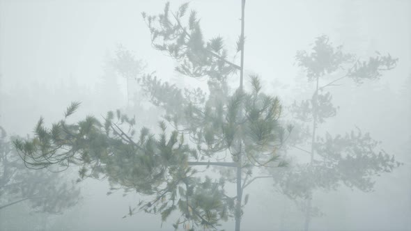 Cloudy Autumn Day in the Pine Forest with Fog