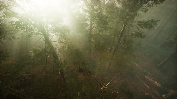 Drone Breaking Through the Fog To Show Redwood and Pine Tree