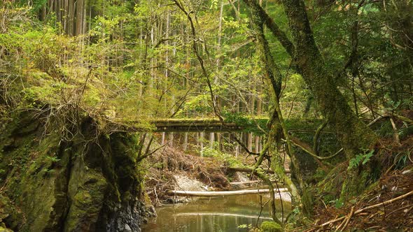 Static, hiker crosses bridge over stream amongst mossy forest, Kumano Kodo