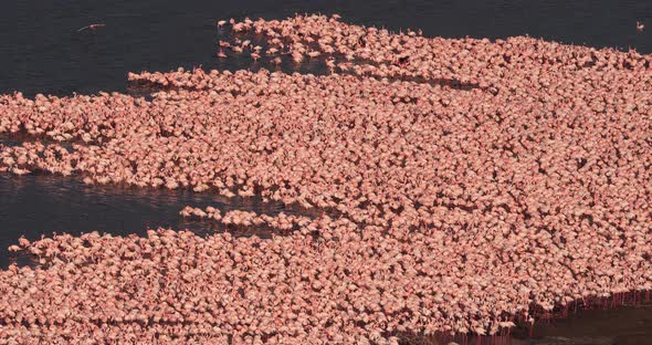 Lesser Flamingo, phoenicopterus minor, Colony at Bogoria Lake in Kenya, Real Time 4K