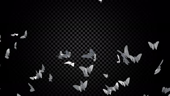 Butterflies Fly