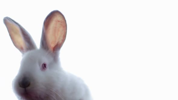 White Rabbit Isolated on White Background