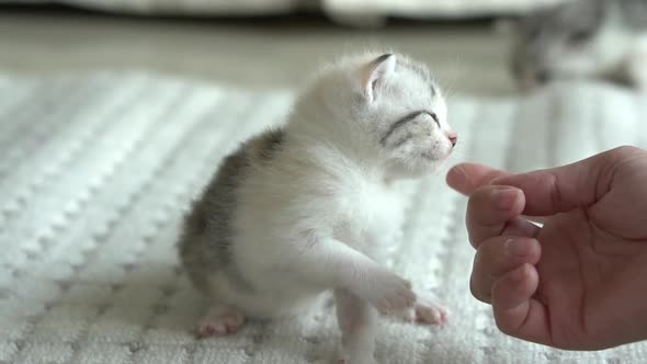 Asian Woman Playing With Her Tabby Cat,Slow Motion