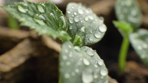 Numerous Water Drops on Young Green Plant Seedling Leaves